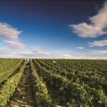 Bando della Regione Marche da 22 milioni di euro per giovani agricoltori