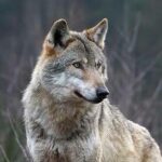 Mucche e vitelli sbranati dai lupi a Canfaito, Coldiretti: “Allevamenti a rischio abbandono”